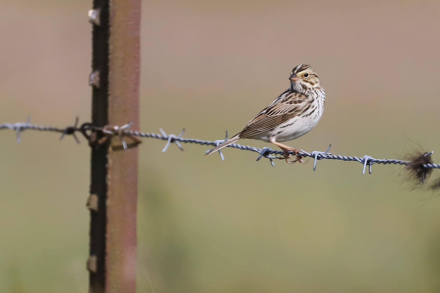 The Savannah Sparrow builds its nest on the grounds of grassland prairies.